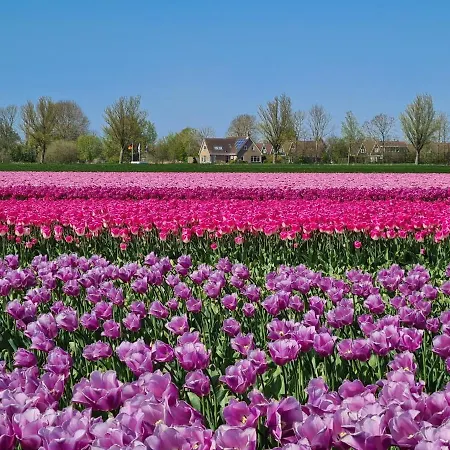 Alpesi faház 538 Op Recreatiepark De Wielen *